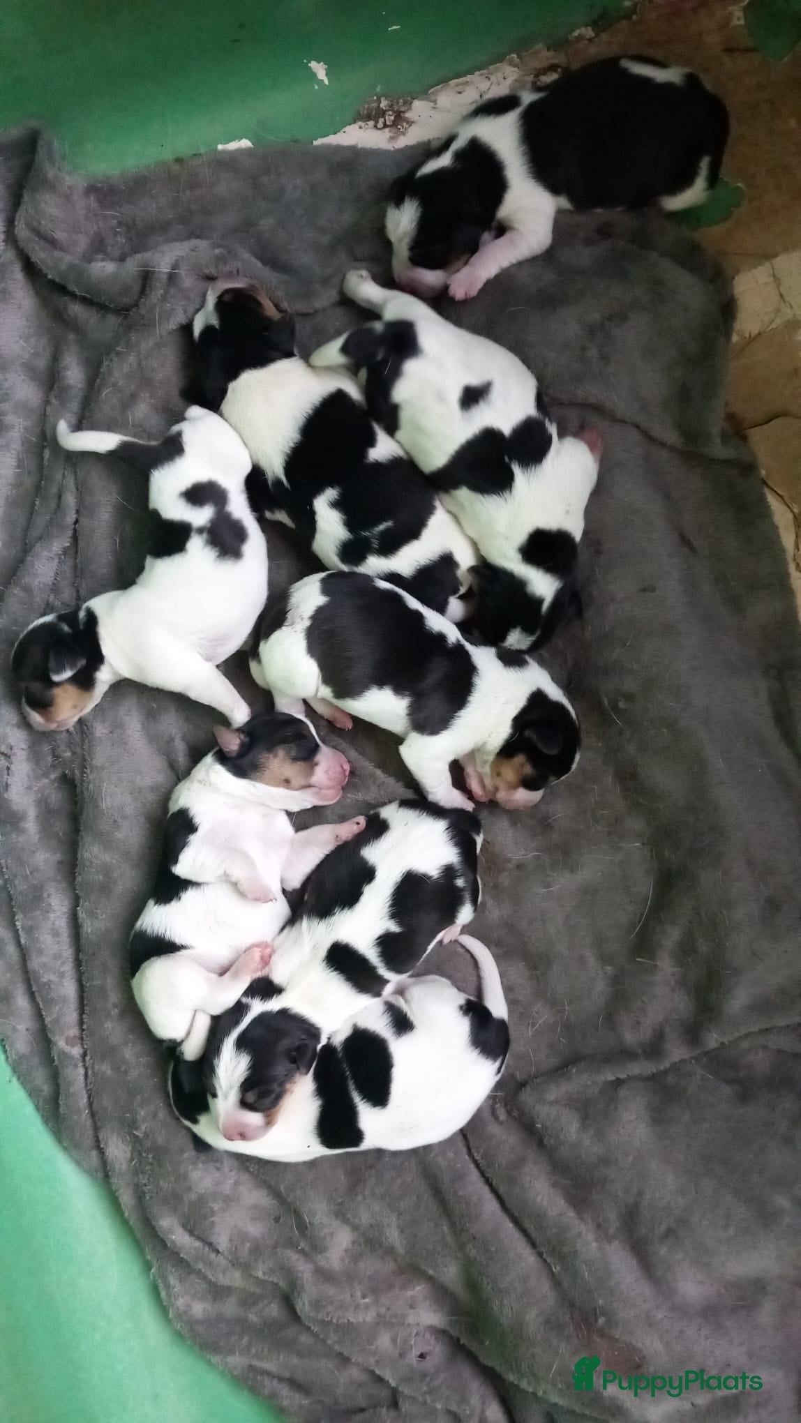 Boerenfox honden Prachtige driekleurige Boerenfox pups - Advertentie 1