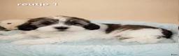 Boomer honden te koop: Super mooie boomer pups. Shih tzu  - Advertentie 11
