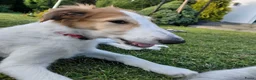 Barsoi honden te koop: Borzoi-teef uit FCI-kennel zoekt lief thuis  - Advertentie 3
