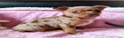 Chihuahua honden te koop: NOG TWEE schattige chihuahua puppys!! - Advertentie 7