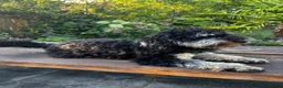 Poedel Toy honden ter dekking: Meerkleurige toypoodle dekreu in Heerhugowaard - Advertentie 2