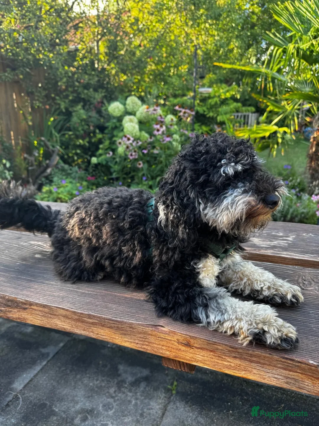 Poedel Toy honden ter dekking: Meerkleurige toypoodle dekreu in Heerhugowaard - Advertentie 2