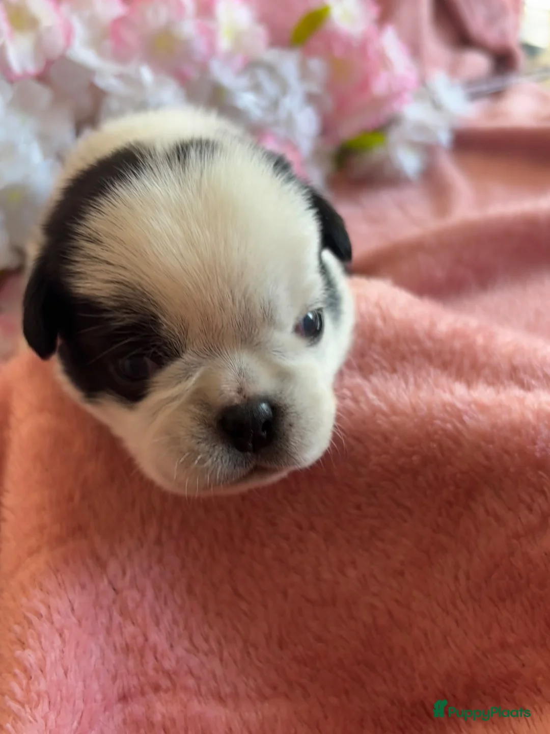 Mopshond honden te koop:  Onze prachtige Mopspuppy’s zijn geboren! 🐾 - Advertentie 2