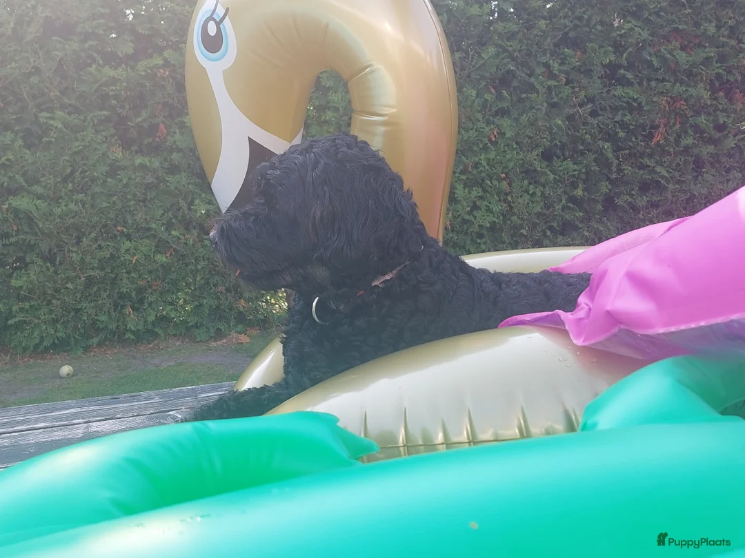 Kruising honden te koop: Het is bijna zover!  - Advertentie 11