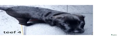 Kruising Puppy 5