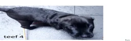 Kruising honden te koop: LIEVE PUPS - Advertentie 11