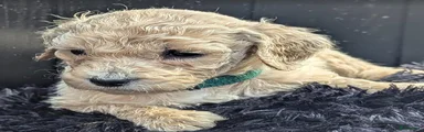 Labradoodle Kleur vacht: amber - kleur halsbandje: Licht blauw