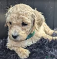 Labradoodle Kleur vacht: amber - kleur halsbandje: Licht blauw