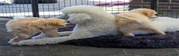 Labradoodle honden te koop: Poedel outcross pups | DNA-geteste ouderdieren - Advertentie 13