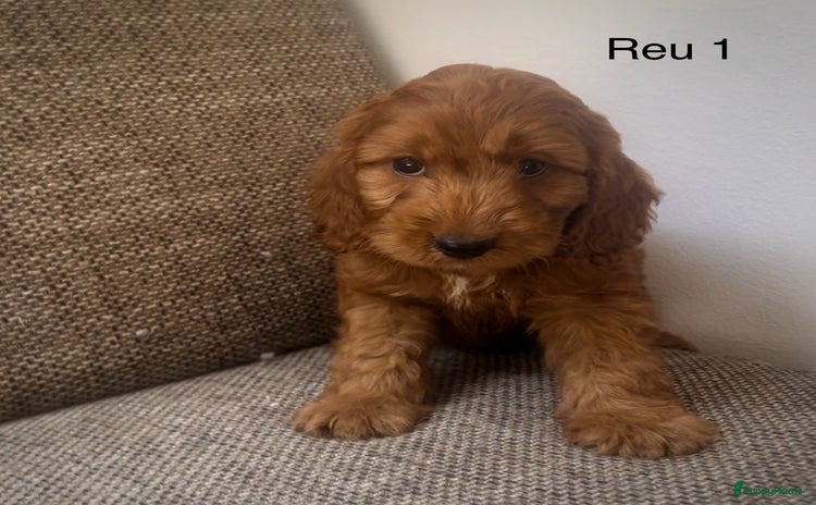 Cockapoo honden - Advertentie 2