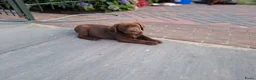Labrador Retriever honden te koop: Raszuivere bruine labrador pups  - Advertentie 15