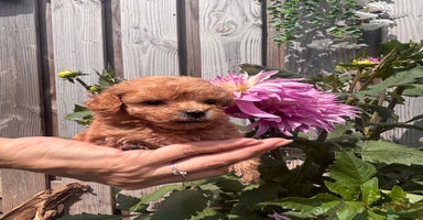 Poedel Toy honden - Advertentie 9