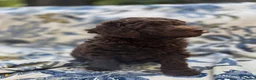 Labradoodle honden te koop: Labradoodle pups - Advertentie 16