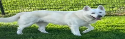 Zwitserse Witte Herdershond honden te koop: Zwitserse witte herder pups - Advertentie 14