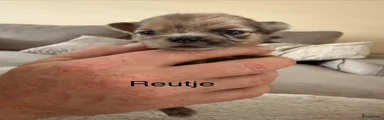 Pomeriaan Puppy 5
