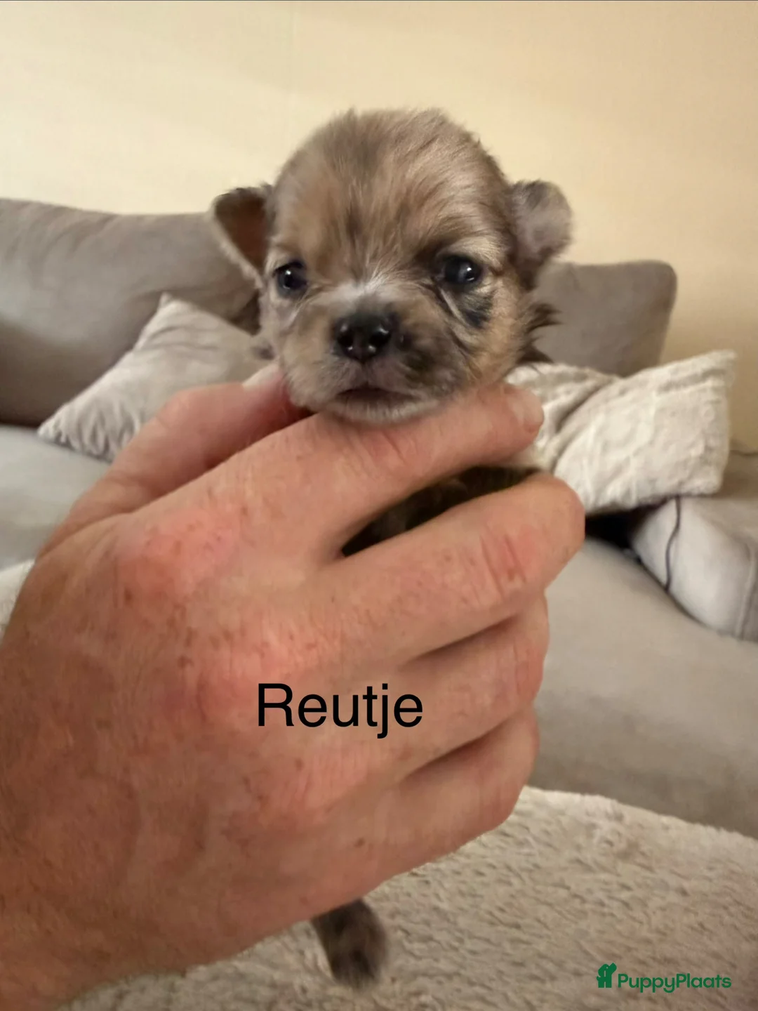 Pomeriaan honden te koop: Pomeriaan pups - Advertentie 2