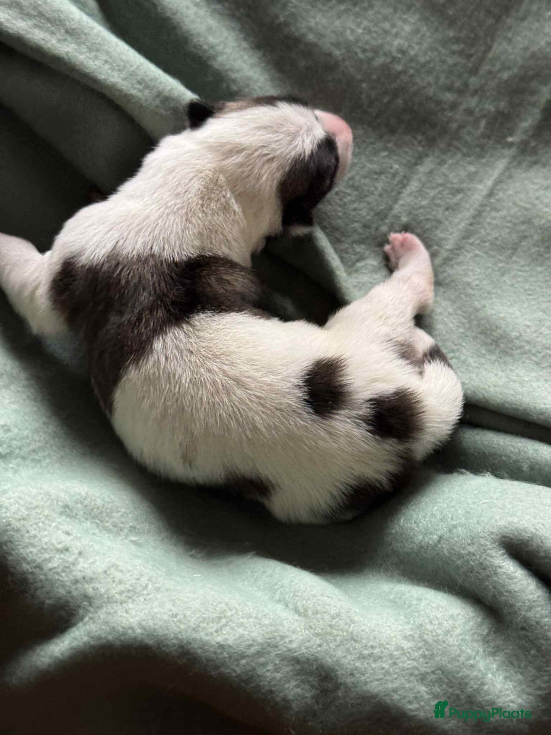 Thai Bangkaew Dog honden te koop: Thai Bangkaew Dog puppies - Advertentie 8