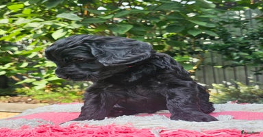 Kruising honden - Advertentie 13