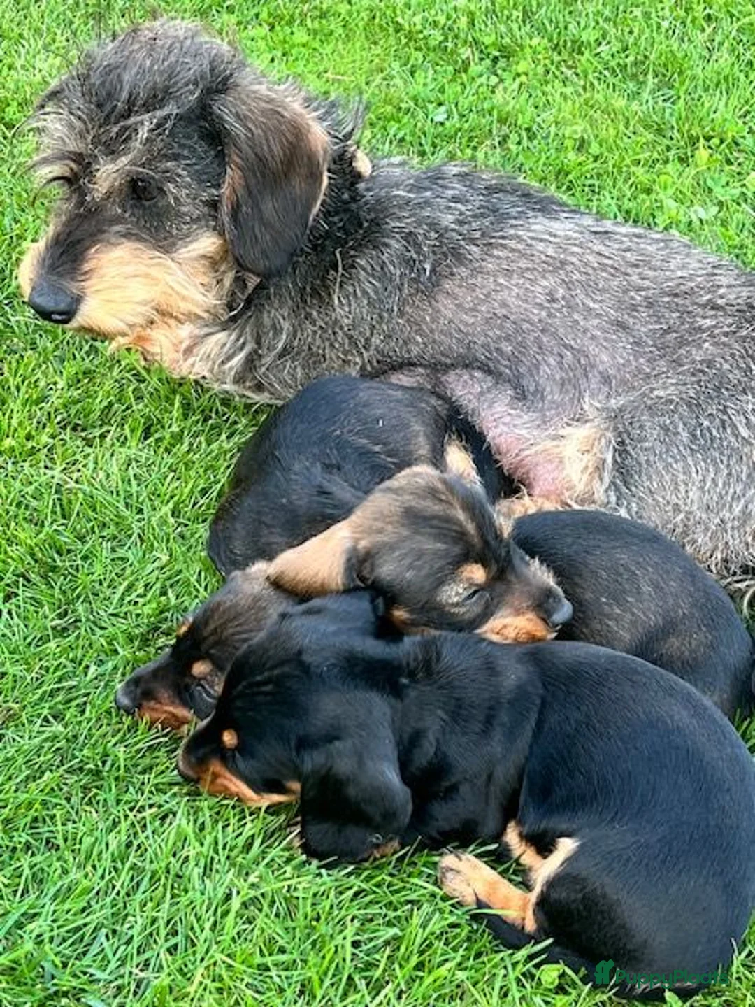 Ruwhaar Teckel honden te koop: Kaninchen Dwergteckel Ruwhaar met stamboom - Advertentie 10
