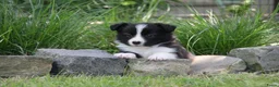 Border Collie honden te koop: Z-nest van Mellon en Silver - Advertentie 2