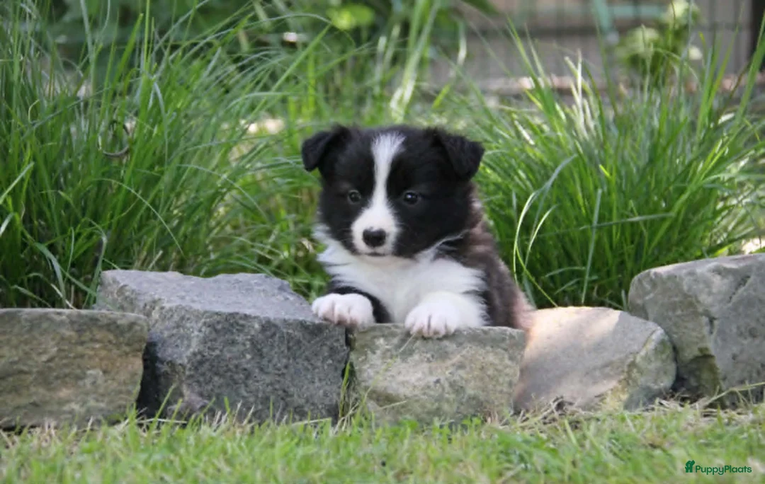 Border Collie honden te koop: Z-nest van Mellon en Silver - Advertentie 2