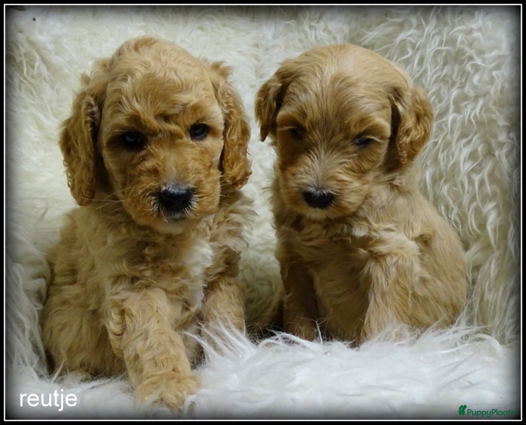 Labradoodle honden te koop: Labradoodle medium pups - Advertentie 2