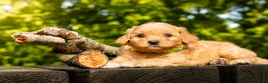 Maltipoo 7