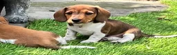 Ruwhaar Teckel honden te koop: Ruwharige piebald teckel - Advertentie 1