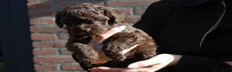 Labradoodle honden te koop: Prachtig mooie merle tan doodle’s  in Valkenswaard - Advertentie 5
