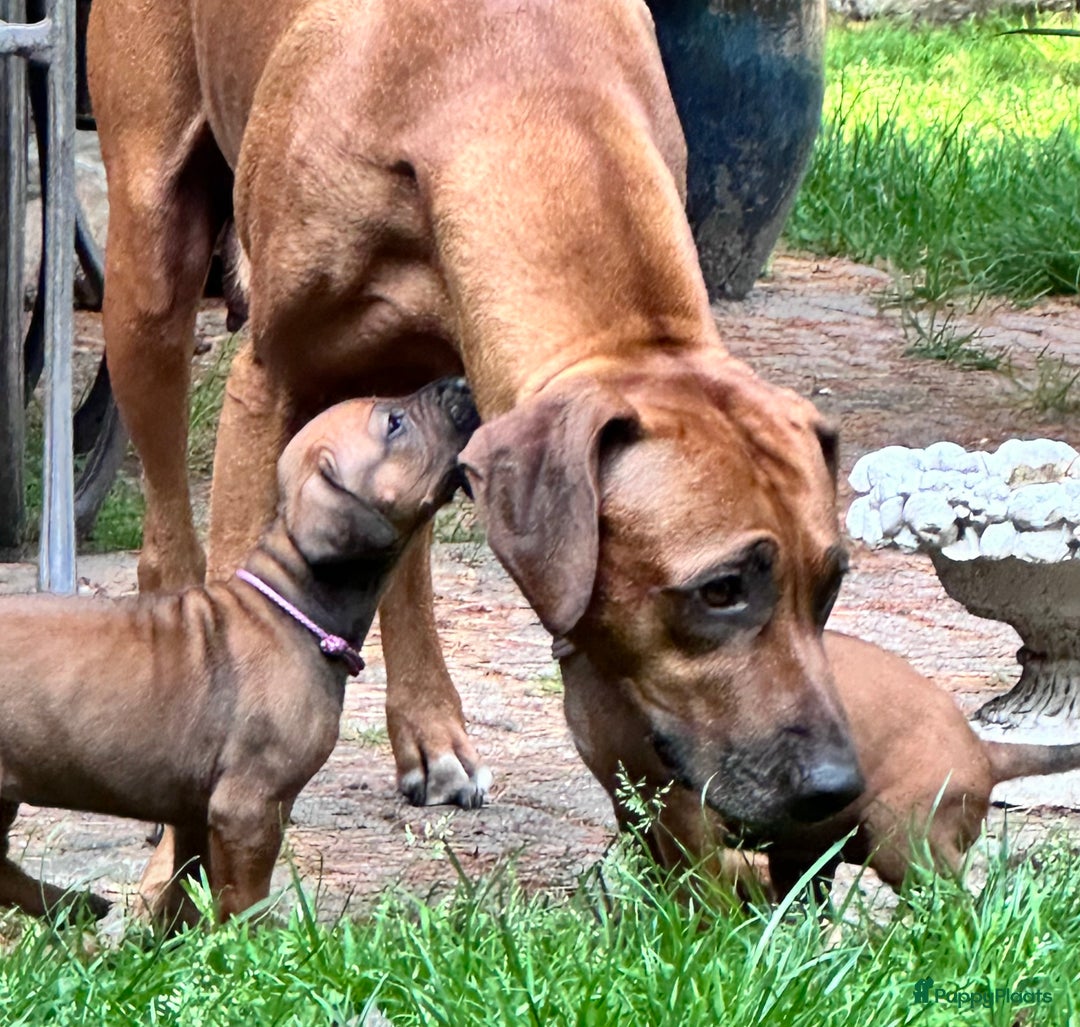 Rhodesian Ridgeback honden te koop: Prachtige en perfecte Rhodesian Ridgeback pups in Oosterbeek - Afbeelding 17
