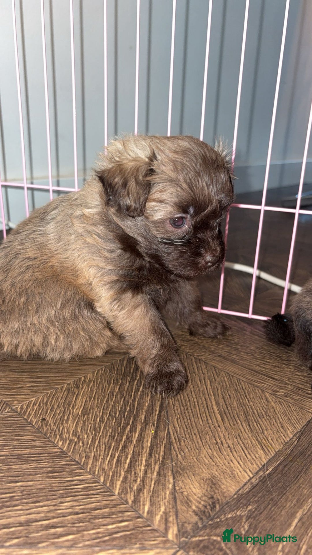 Kruising honden te koop: Lieve pups zoeken een liefdevol thuis - Advertentie 13