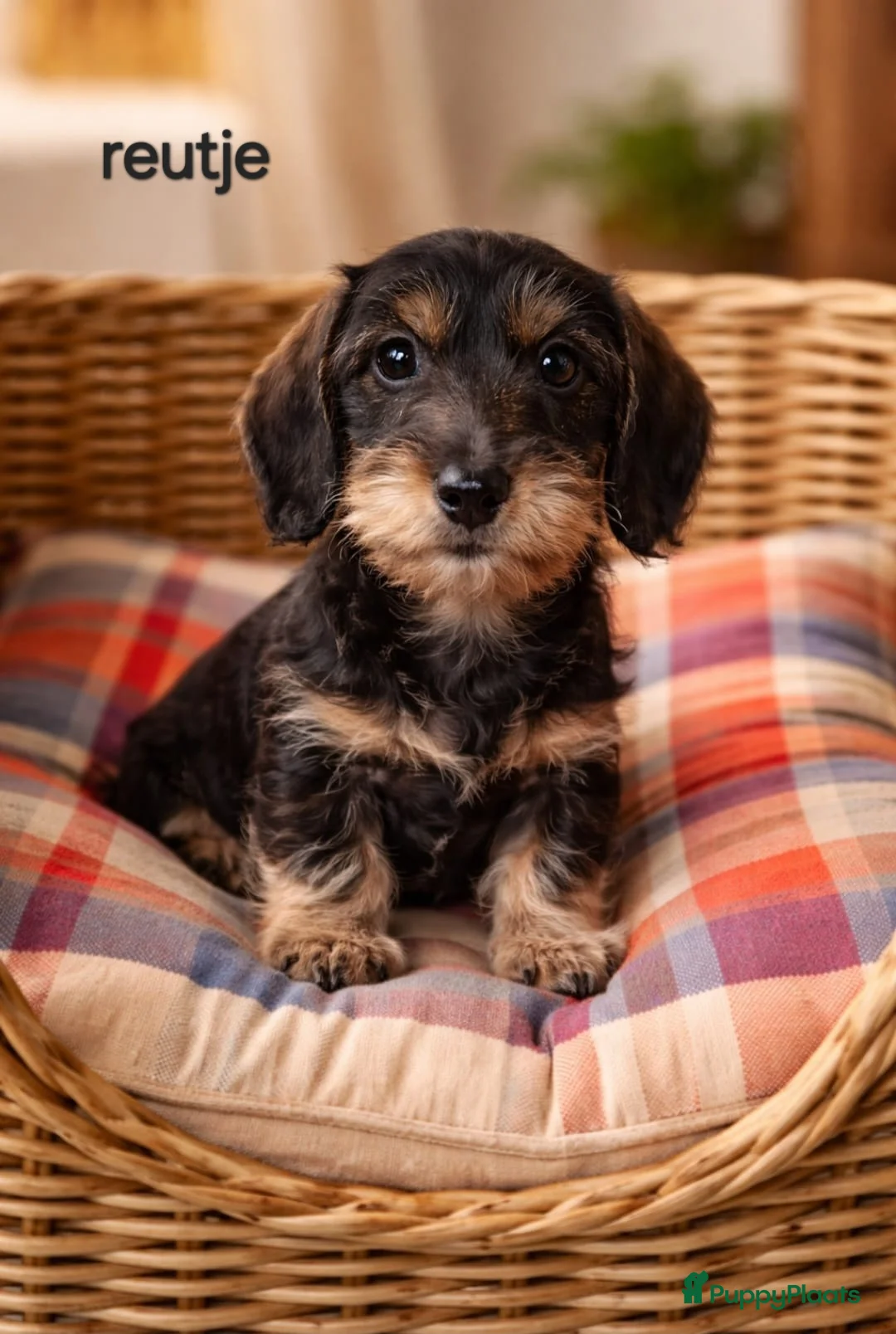 Ruwhaar Teckel honden te koop: Te koop super mooie dwergteckel pup - Advertentie 3