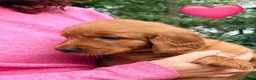 Kruising honden te koop: Lieve Irish Toller pups (Toller x Setter) - Advertentie 11