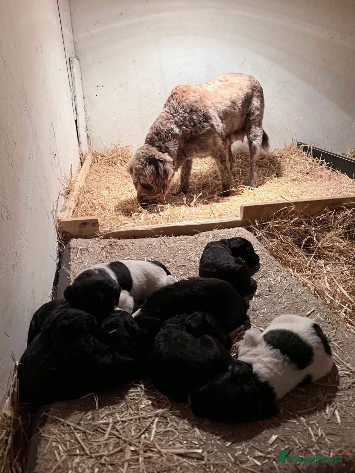 Labradoodle honden  Medium Labradoodle pups  zoeken gouden mandje - Advertentie 1