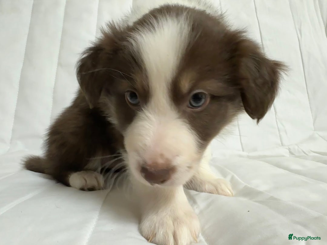 Kruising honden te koop: 1/4 Australian shepard x 3/4 Border collie pups - Advertentie 5
