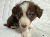 Kruising Puppy 3
