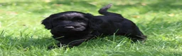 Cockapoo honden te koop: Knappe Cockapoo pups - Advertentie 9