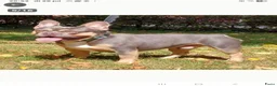 Franse Bulldog honden te koop: Fr bulldog puppy's met stamboom geteste ouders  - Advertentie 5