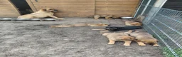 Kruising honden te koop: Rottweiler x moskovitische waakhond - Advertentie 29