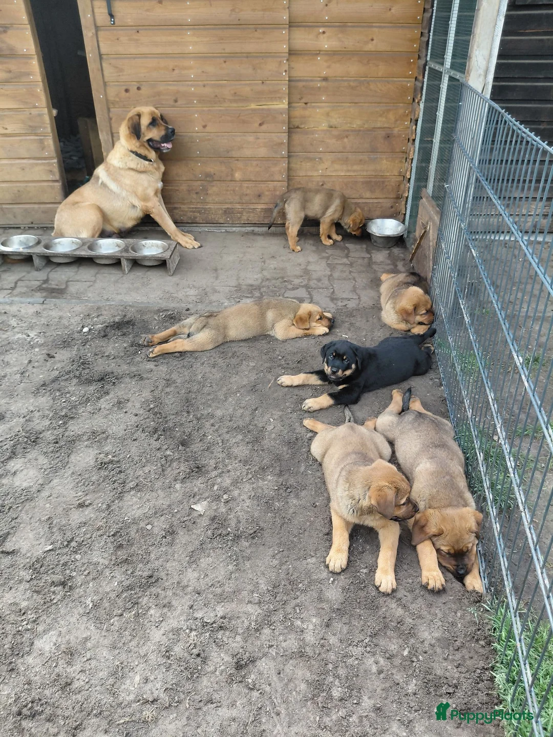 Kruising honden te koop: Rottweiler x moskovitische waakhond - Advertentie 29