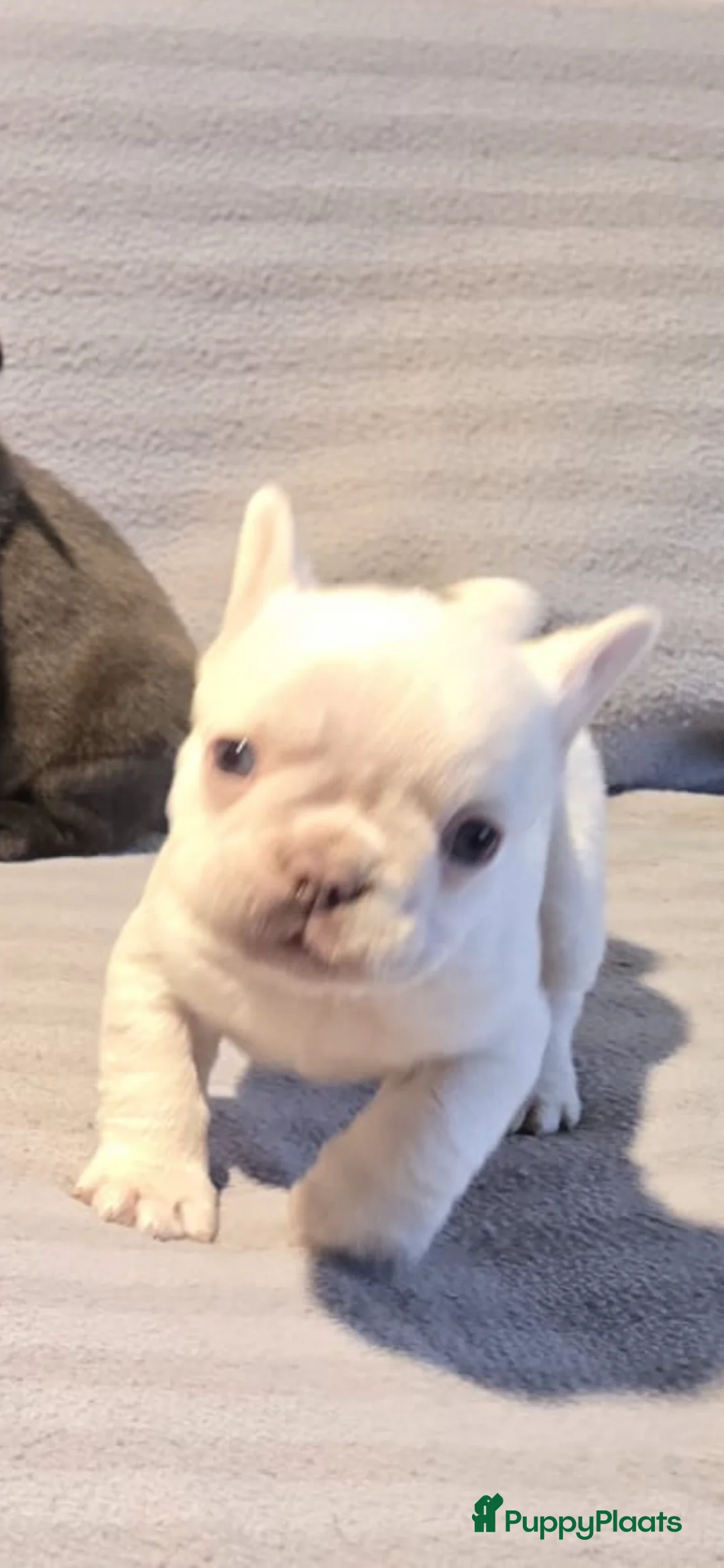 Franse Bulldog honden te koop: Knappe Franse buldogs enkele fluffy  - Advertentie 22