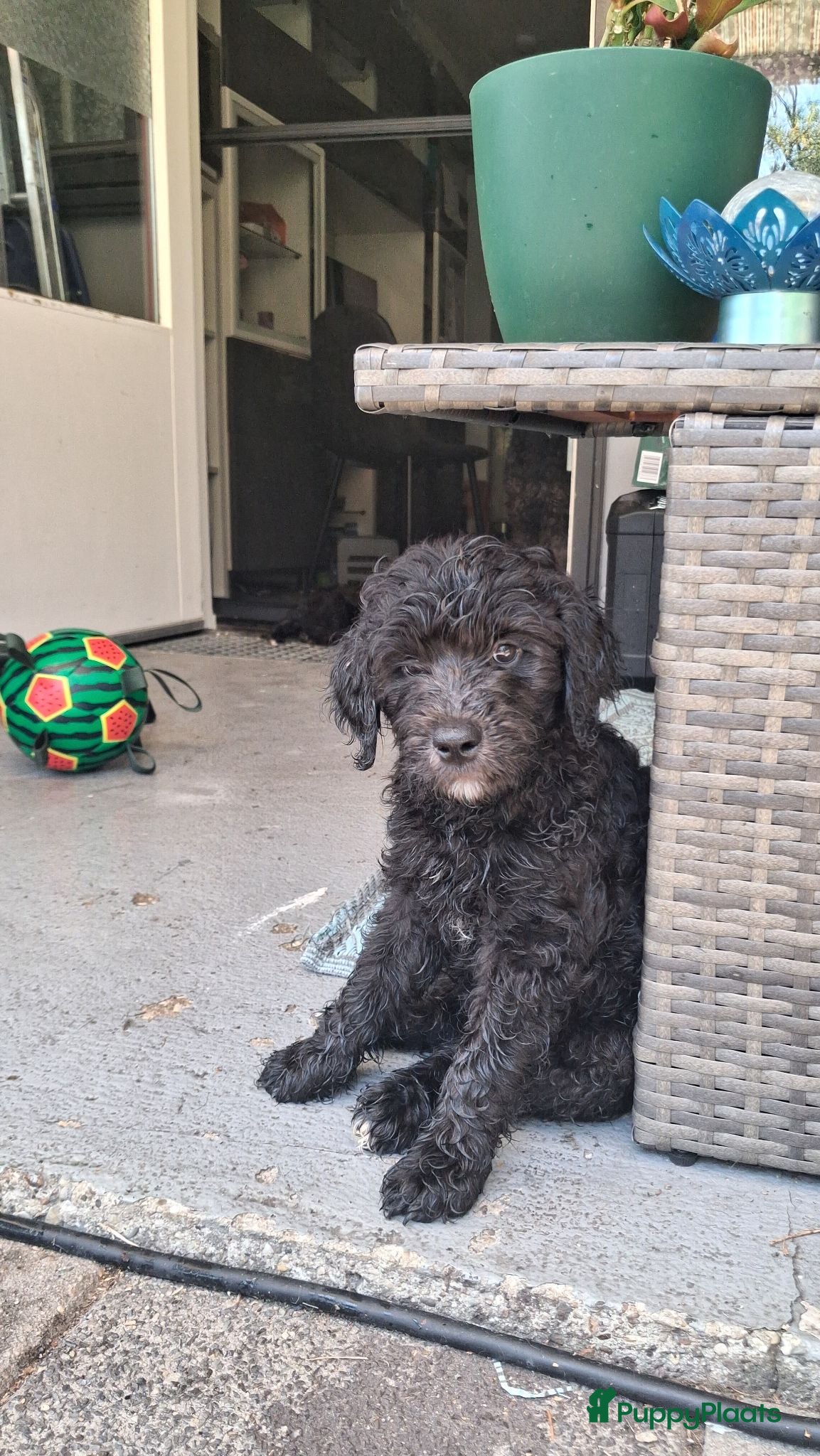 Labradoodle honden Labradoodle puppy's mogen nu verhuizen - Advertentie 1