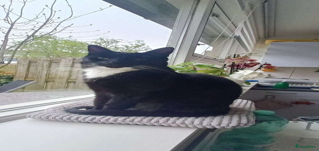 Galerij afbeelding {{count}}