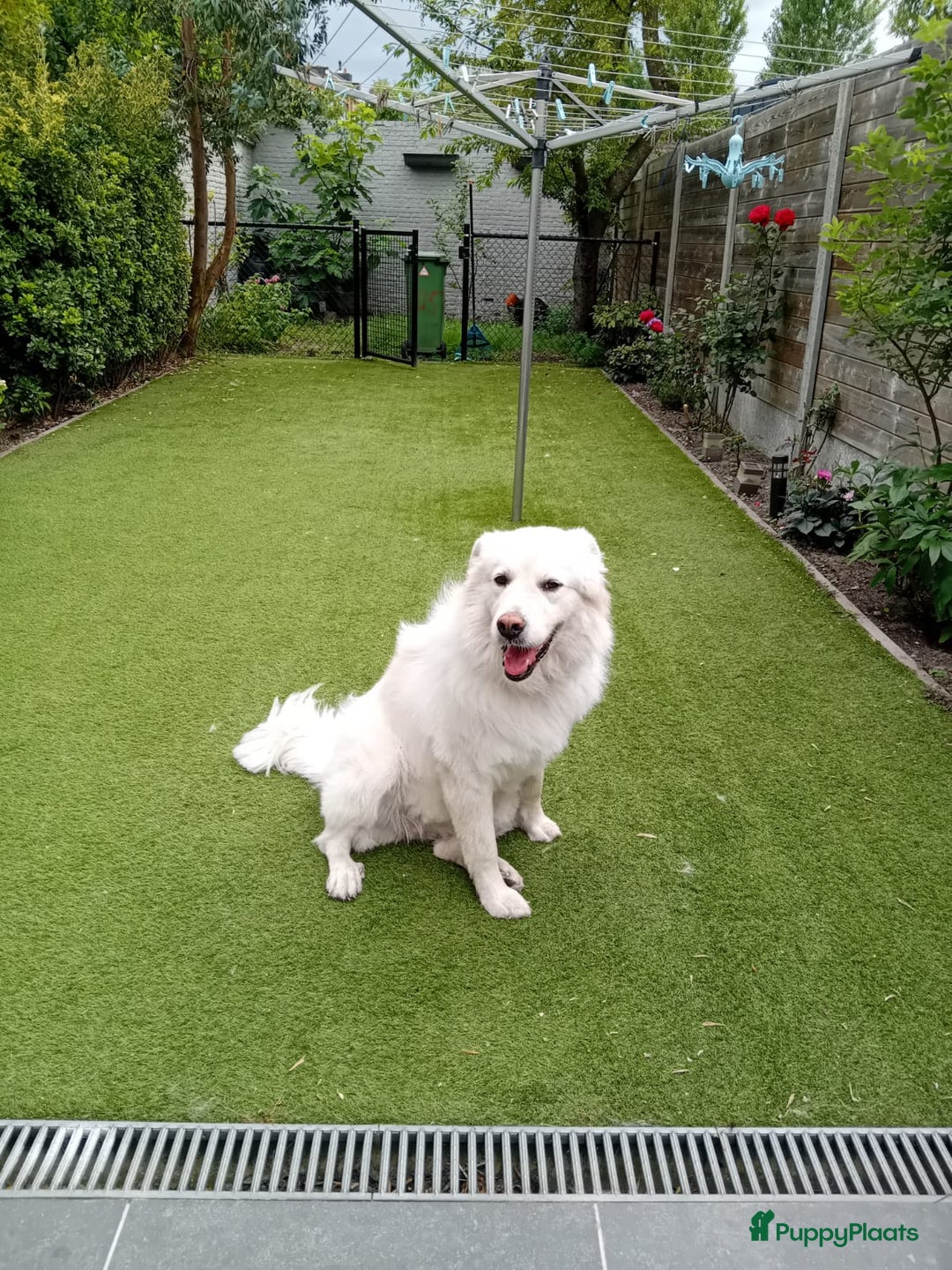 Kruising honden te koop: Franciscus zoekt een.baasje - Advertentie 4
