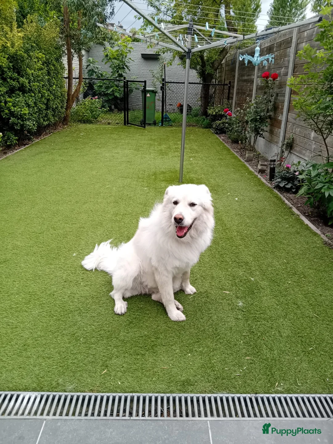 Kruising honden te koop: Franciscus zoekt een.baasje - Advertentie 4