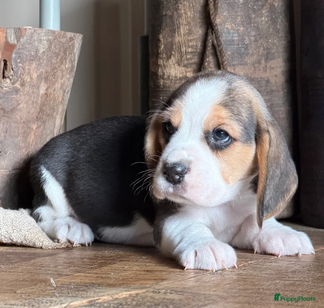 Beagle honden te koop: Beagle pups met FCI uitgebreid getest!! - Advertentie 11