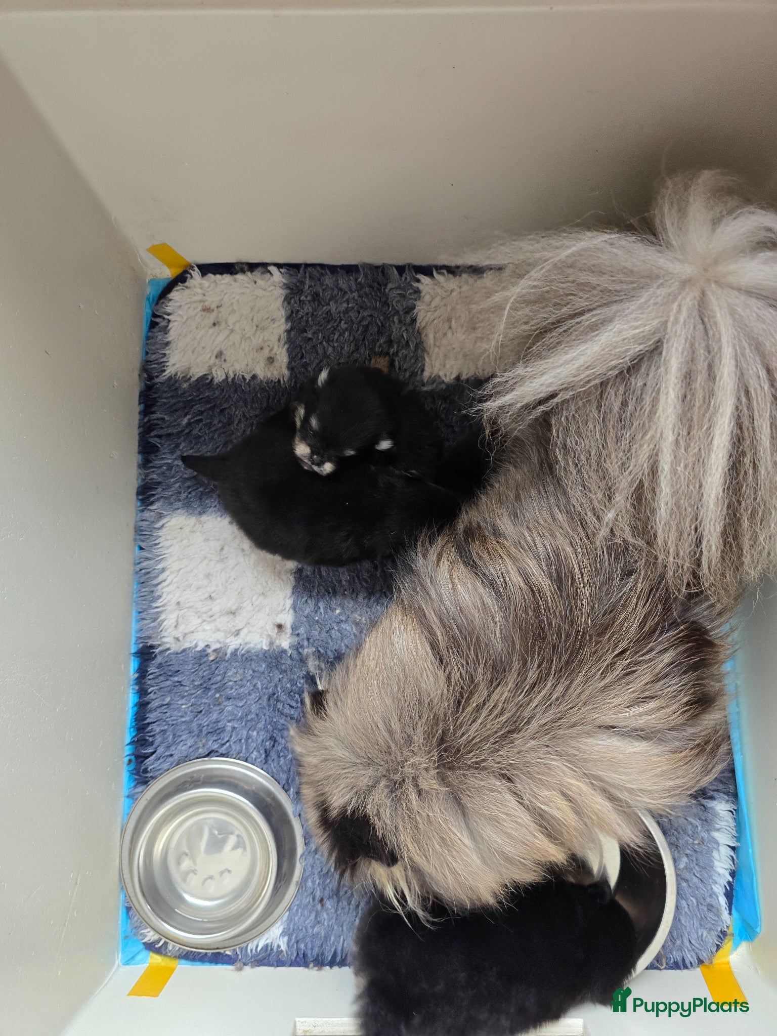 Pomeriaan honden te koop: Te koop prachtige Black and ten pomeriaan pups in Veenendaal - Advertentie 5