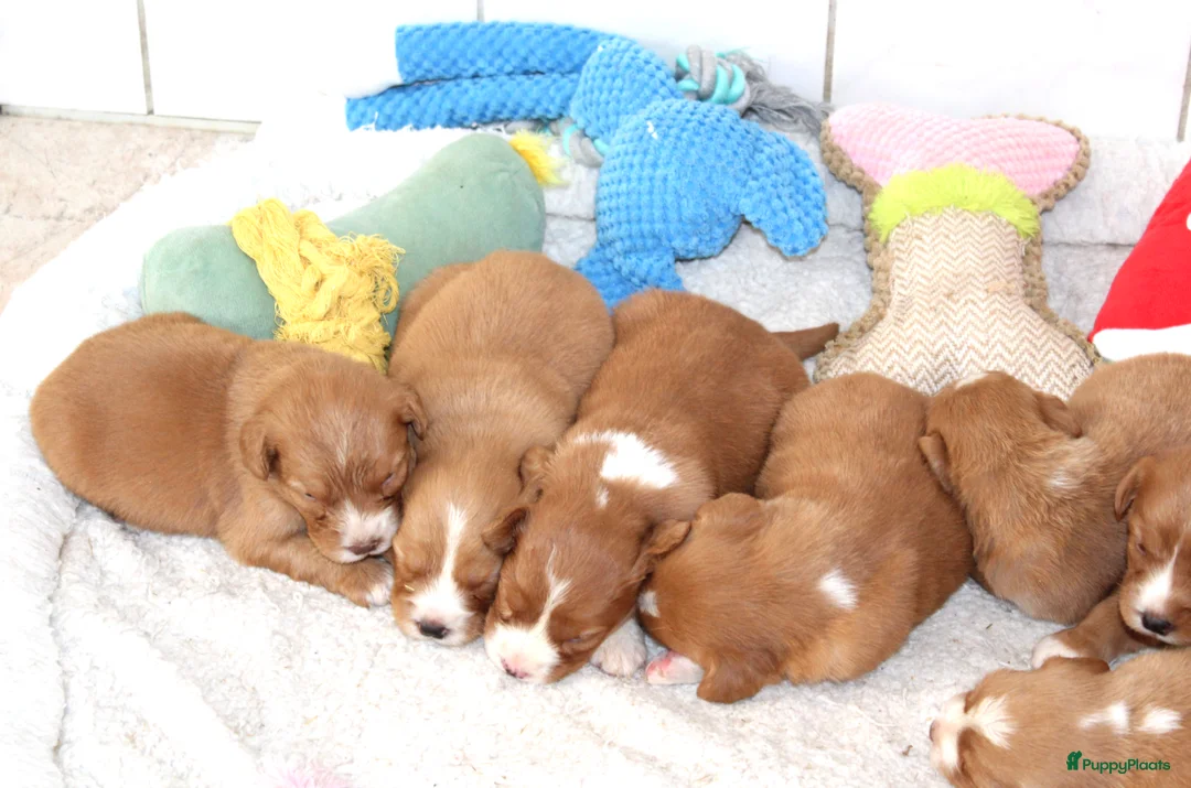 Nova Scotia Duck Tolling Retriever honden te koop: Prachtige nova scotia duck tolling retriever pups - Advertentie 8