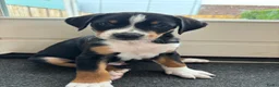 Appenzeller Sennenhond honden te koop: Appenzeller pups - Advertentie 7
