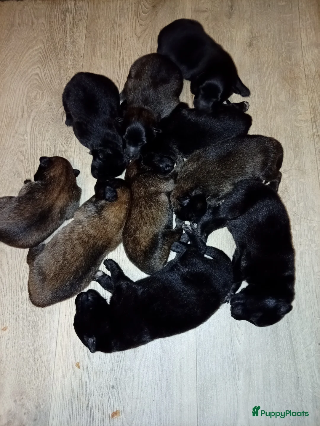 Kruising honden te koop: Groenendaeler en Tervurense pups  - Advertentie 4